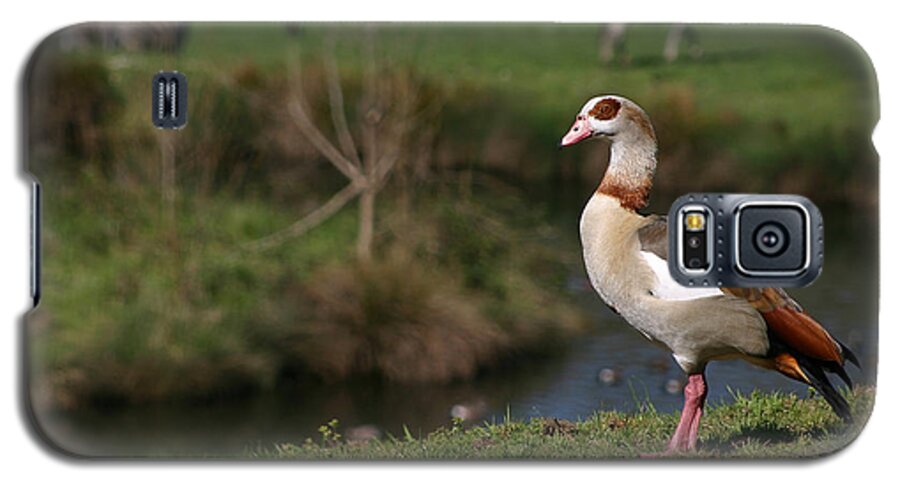 Duck Galaxy S5 Case featuring the photograph Duck and Zebras by Joseph Bowman