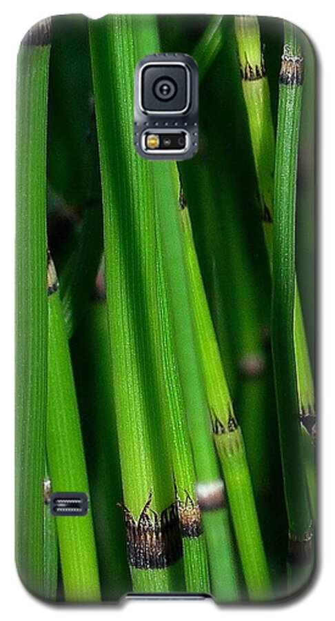 Horsetail Galaxy S5 Case featuring the photograph Equisetum by Judi Bagwell