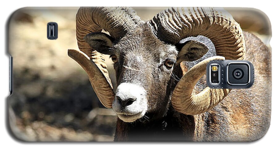 Animal Galaxy S5 Case featuring the photograph European Big Horn - Mouflon Ram by Teresa Zieba