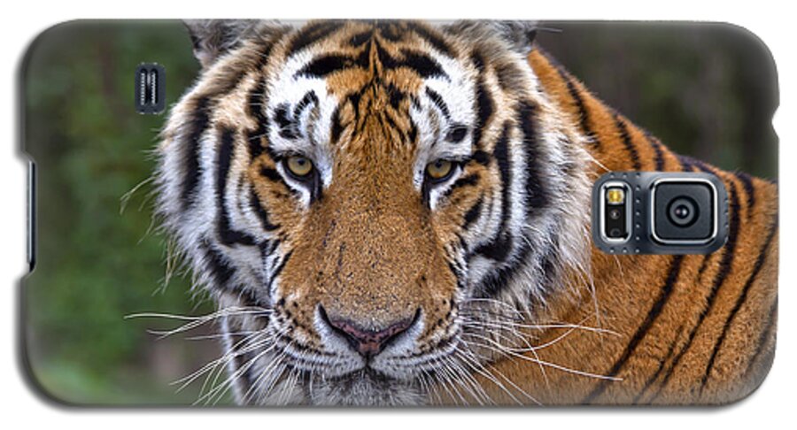 Siberian Tiger Galaxy S5 Case featuring the photograph Eye of the Tiger by Stan Kwong