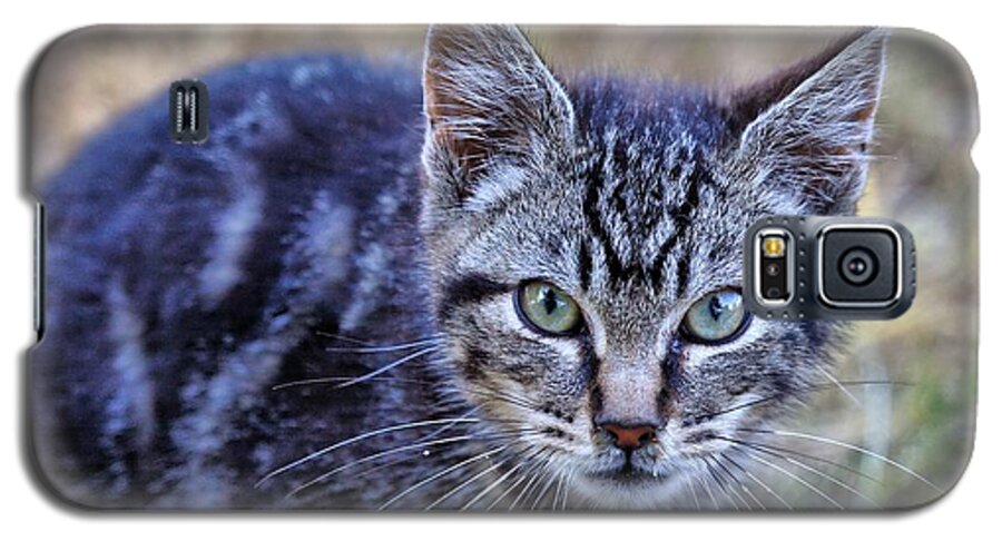 Tabby Galaxy S5 Case featuring the photograph Feral Kitten by Chriss Pagani