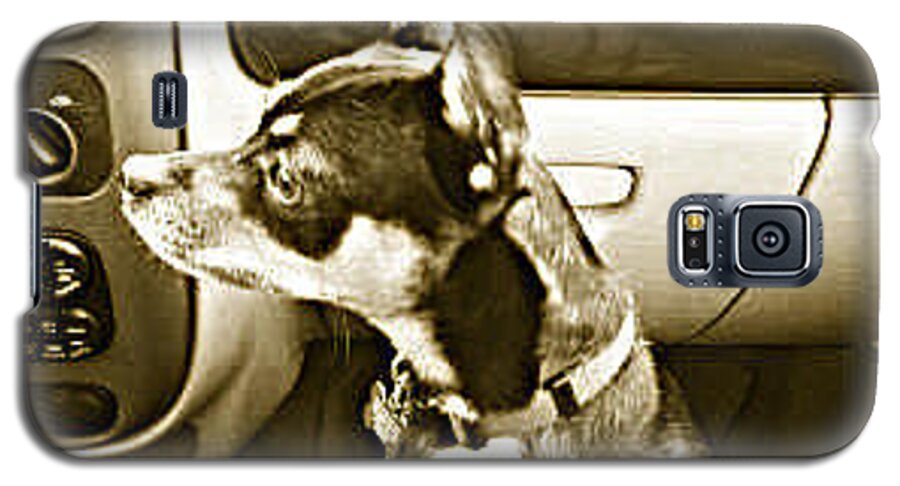 Dog Galaxy S5 Case featuring the photograph First Ride Home by Pamela Hyde Wilson