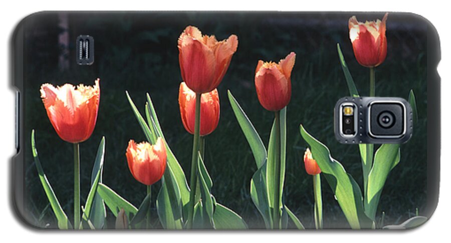 Spring Galaxy S5 Case featuring the photograph Flared Red Yellow Tulips by Tom Wurl