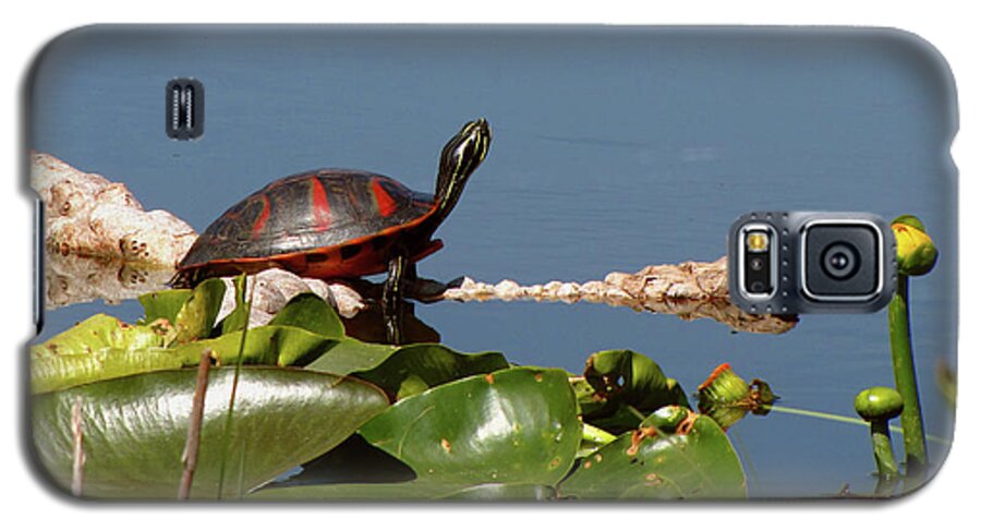 Nature Galaxy S5 Case featuring the photograph Florida Redbelly Turtle by Peggy Urban