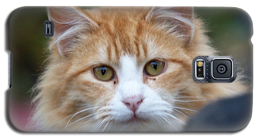 Cat Galaxy S5 Case featuring the photograph Fluffy Orange by Chriss Pagani