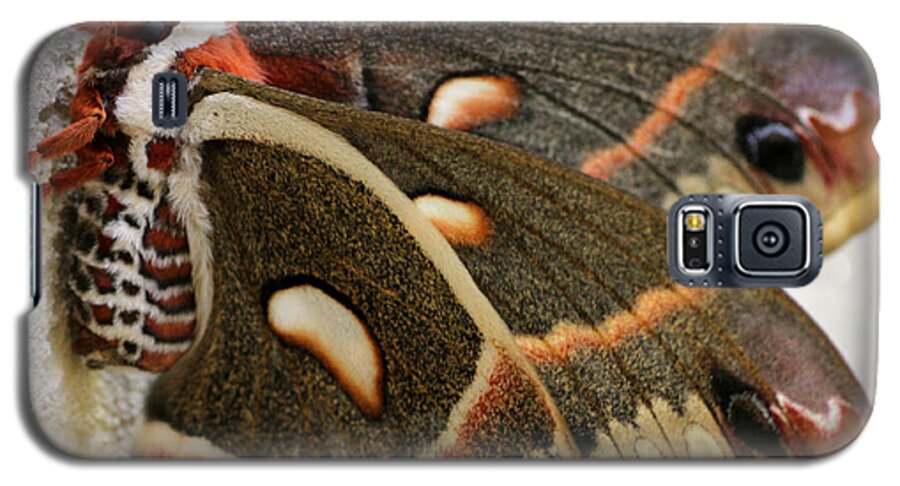  Galaxy S5 Case featuring the photograph Giant Silkworm Moth 063 by Mark J Seefeldt