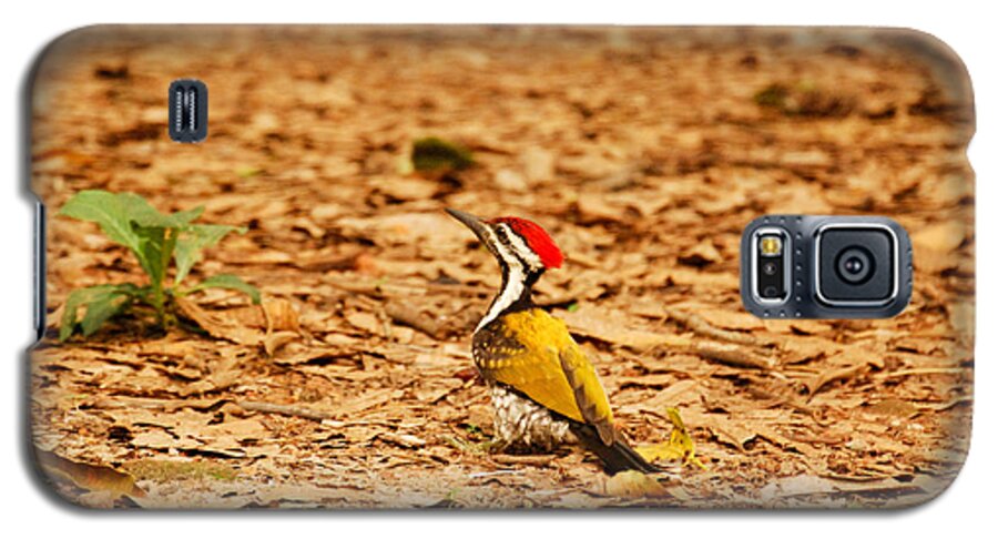 Golden Galaxy S5 Case featuring the photograph Golden backed woodpecker by Fotosas Photography