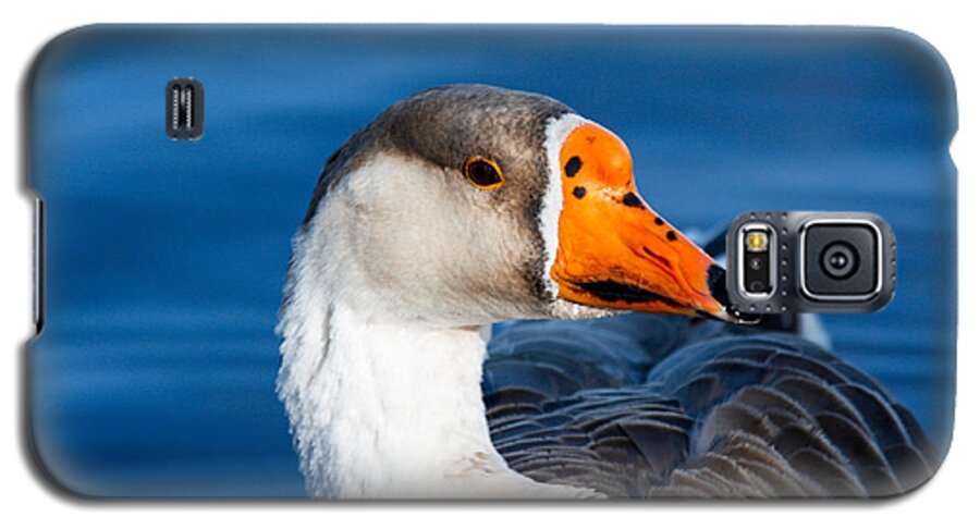 Greater White-frontal Goose Galaxy S5 Case featuring the photograph Greater White Frontal-Goose Striking a Pose by Ann Murphy