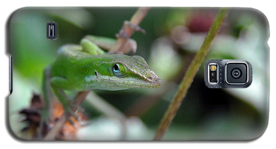 Green Anole Galaxy S5 Case featuring the photograph Green Anole by Kay Lovingood