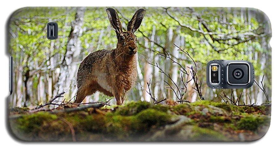 Brown Hare Galaxy S5 Case featuring the photograph I'm all ears by Gavin Macrae