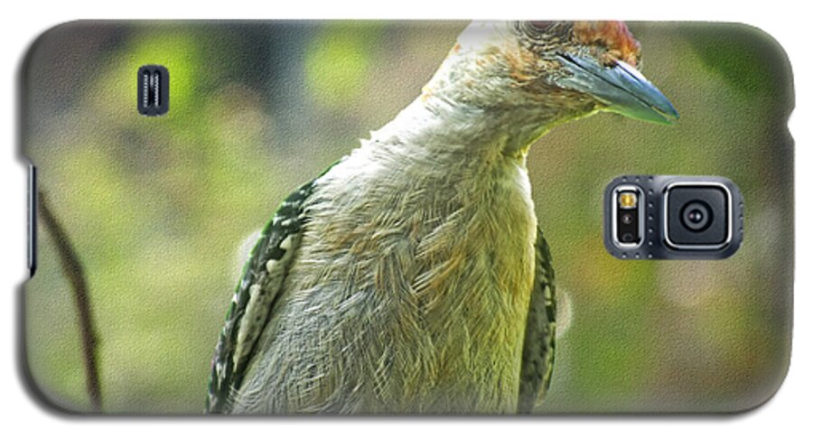 Nature Galaxy S5 Case featuring the photograph Inquisitive Woodpecker by Debbie Portwood