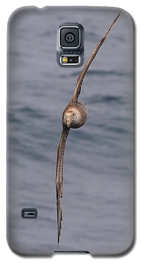 Southern Giant Petrel (macronectes Giganteus) Galaxy S5 Case featuring the photograph Into The Wind by Tony Beck