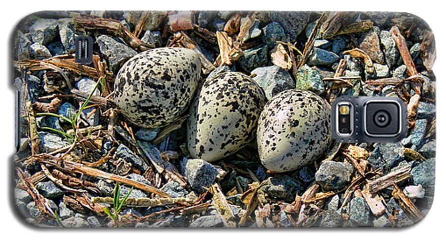 Killdeer Galaxy S5 Case featuring the photograph Killdeer Bird Eggs by Jennie Marie Schell