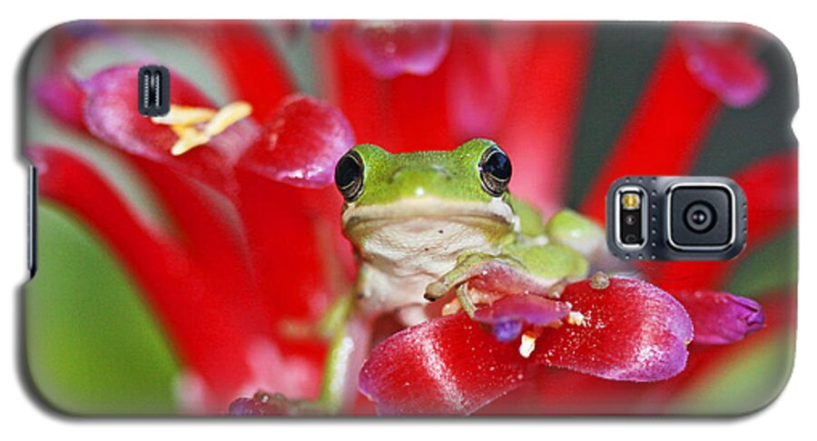Frog On Bromelaid Print Galaxy S5 Case featuring the photograph Kiss a Prince Frog by Luana K Perez