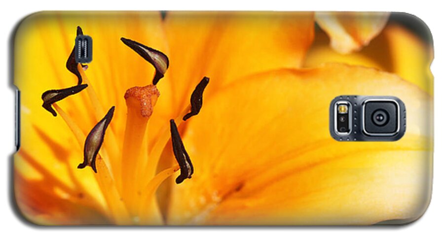 Lily Galaxy S5 Case featuring the photograph Lily 1 by Kristy Jeppson