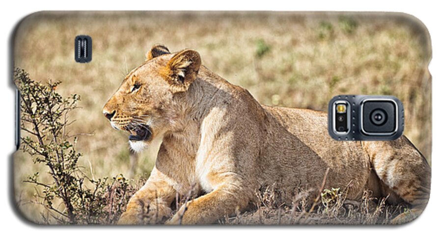 Lioness Galaxy S5 Case featuring the photograph Lioness Relaxing by Perla Copernik