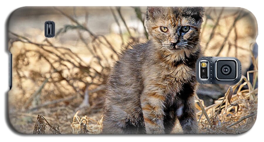 Photo Galaxy S5 Case featuring the photograph Lone Feral Kitten by Chriss Pagani