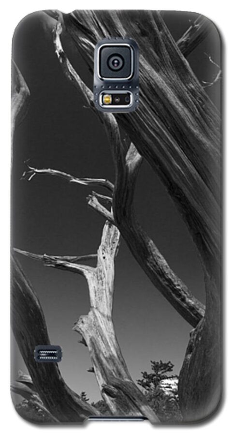 Black Galaxy S5 Case featuring the photograph Lone Tree by David Gleeson