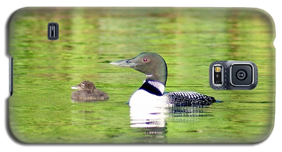 Wildlife Galaxy S5 Case featuring the photograph Loons Big and Small by Steven Clipperton