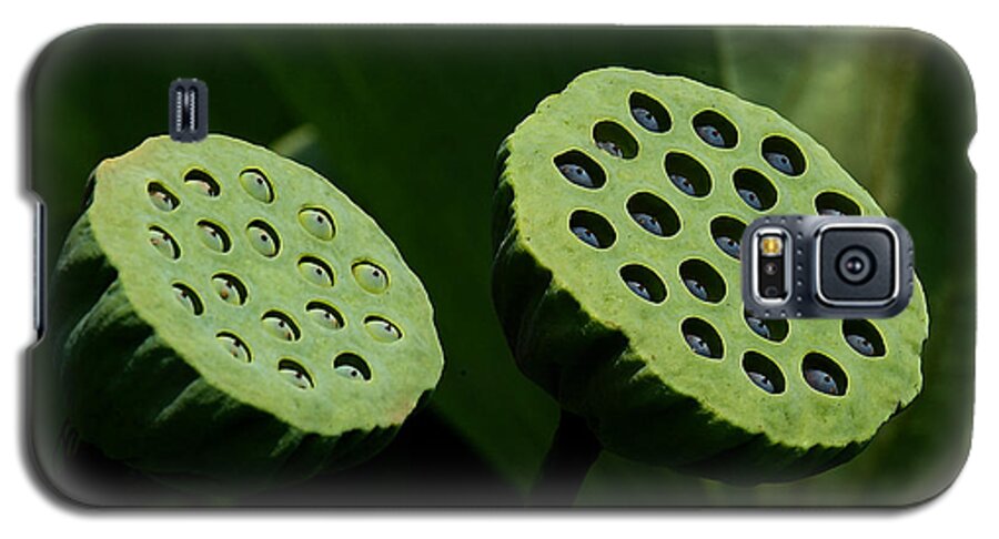 Nature Galaxy S5 Case featuring the photograph Lotus Capsules-Sun Worshipers DL052 by Gerry Gantt