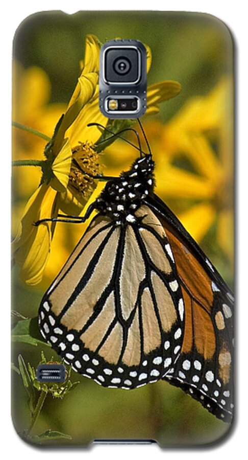 Nature Galaxy S5 Case featuring the photograph Monarch Butterfly on Tickseed Sunflower DIN146 by Gerry Gantt