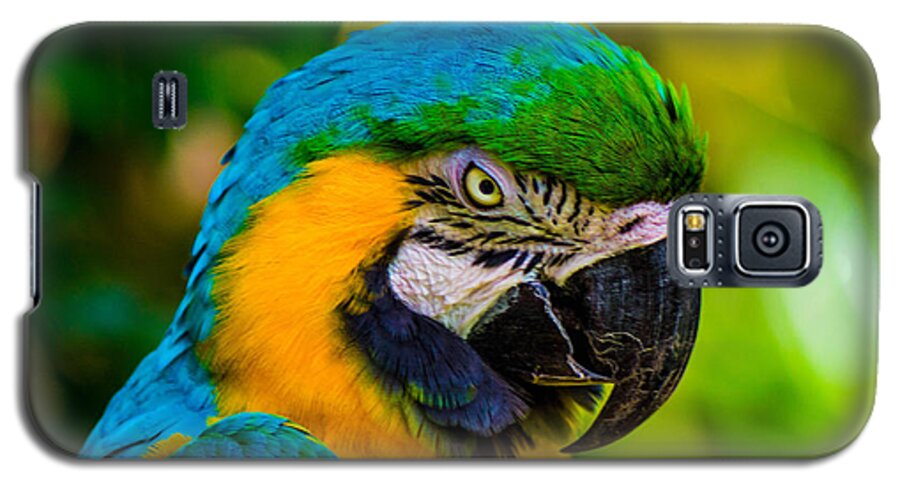 Parrots Galaxy S5 Case featuring the photograph No more crakers by Shannon Harrington