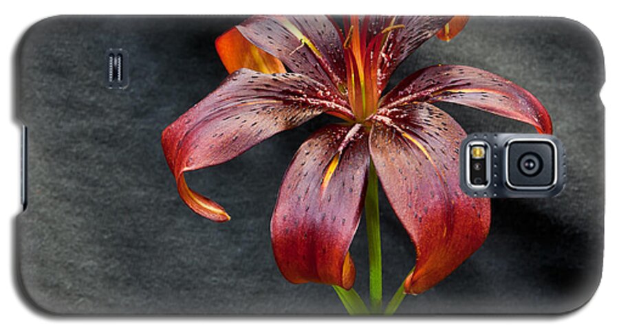 Flower Galaxy S5 Case featuring the photograph One Black Lily by Stan Kwong