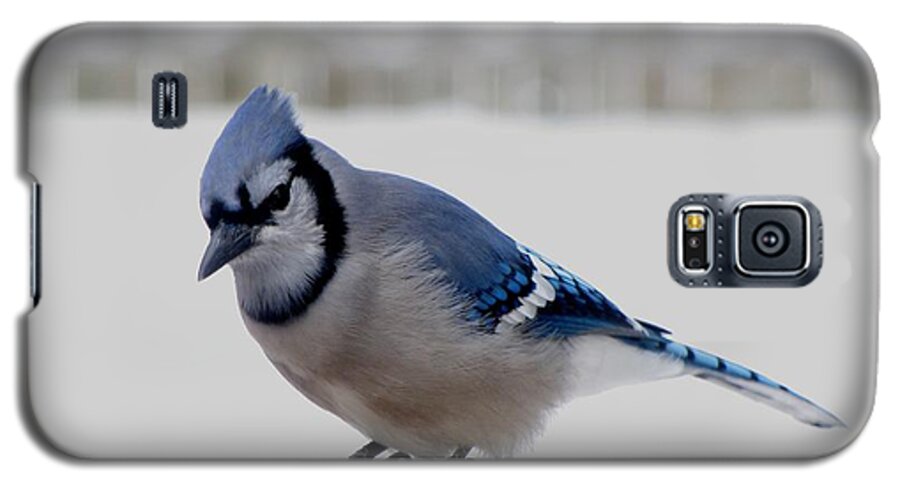 Blue Jay Galaxy S5 Case featuring the photograph Blue Jay by Maciek Froncisz