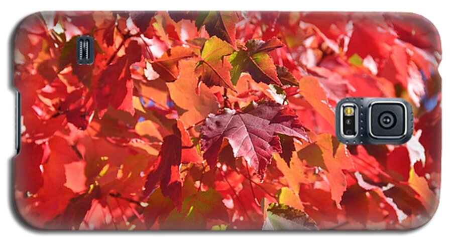 Tree Galaxy S5 Case featuring the photograph Oregon Red by Mindy Bench