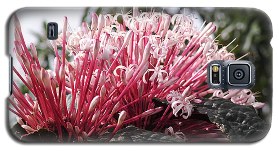 Art Galaxy S5 Case featuring the photograph Passion for Pink by Gary Dean Mercer Clark
