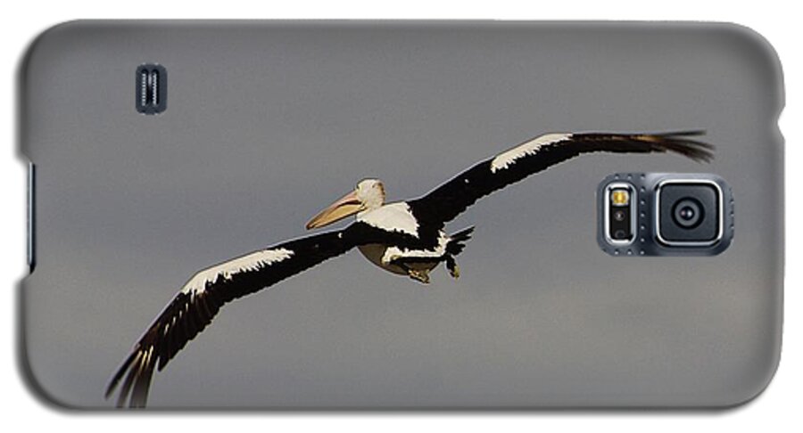 Australia Galaxy S5 Case featuring the photograph Pelican in flight 2 by Blair Stuart