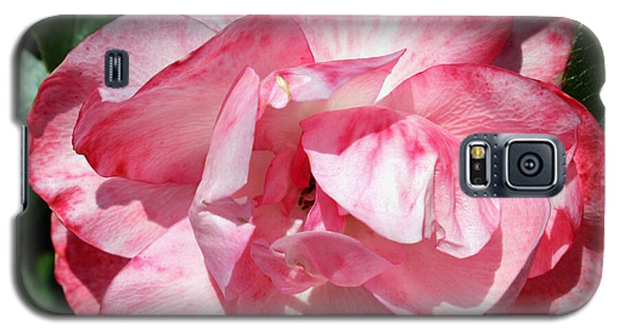 California Galaxy S5 Case featuring the photograph Pink and White Rose by Karen Harrison Brown