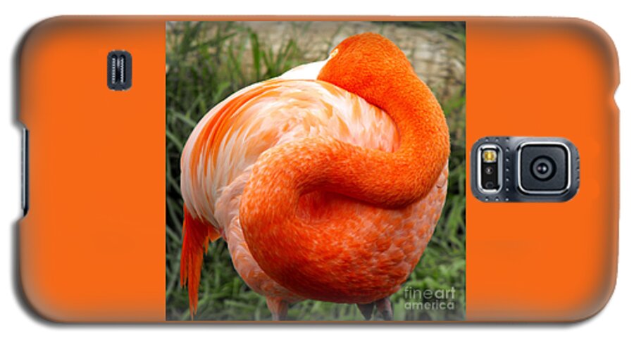 Flamingo Galaxy S5 Case featuring the photograph Pink Flamingo sleep by Rebecca Margraf