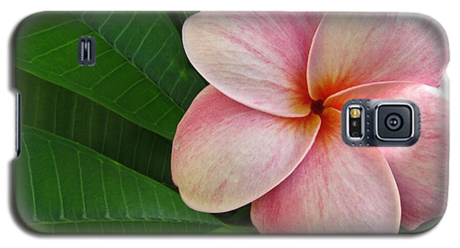 Plumeria Galaxy S5 Case featuring the photograph Pink Plumeria by Shane Kelly