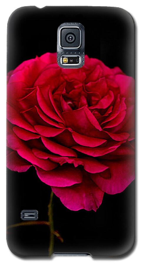 Rose Galaxy S5 Case featuring the photograph Pink Rose by Steve Purnell