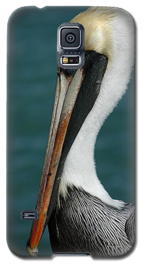 Pelican Galaxy S5 Case featuring the photograph Posing for the Tourists by Vivian Christopher