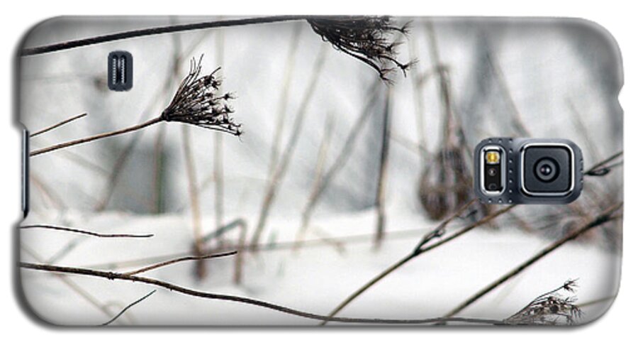 Flower Galaxy S5 Case featuring the photograph Queen Ann's Lace by Terry Doyle