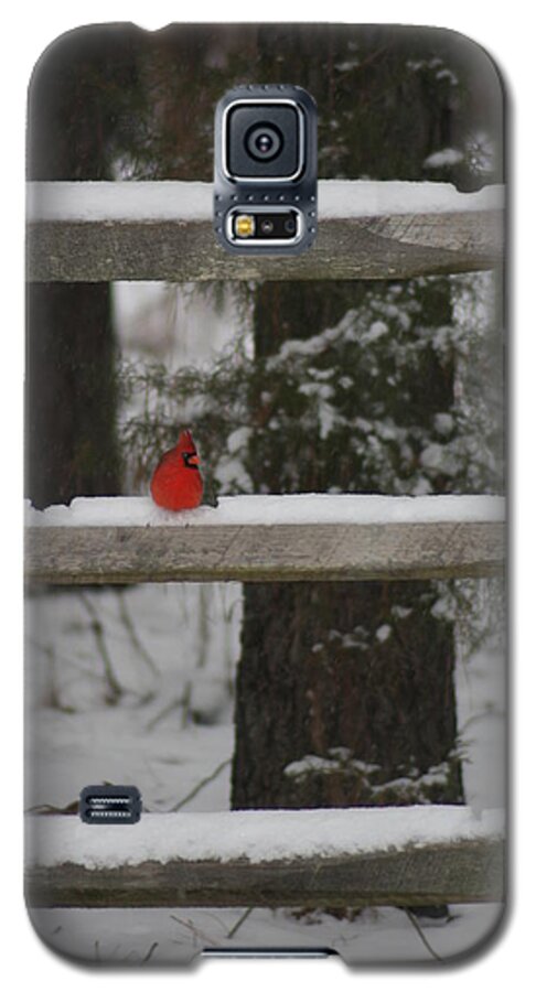 Birds Galaxy S5 Case featuring the photograph Red Bird by Stacy C Bottoms