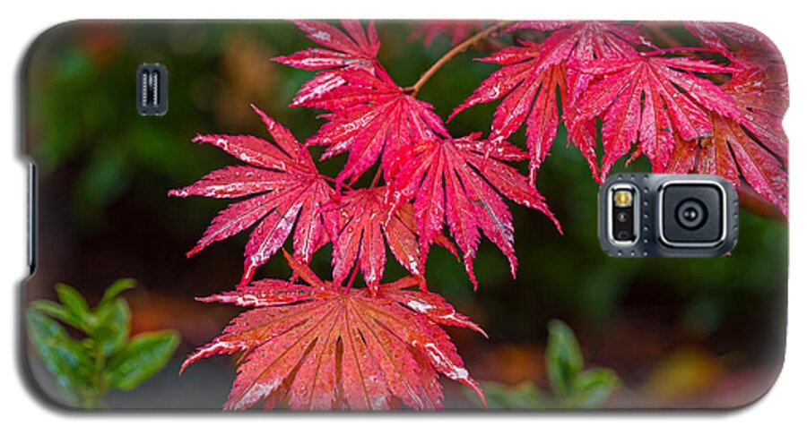 Maple Tree Galaxy S5 Case featuring the photograph Red Maple Season by Ken Stanback