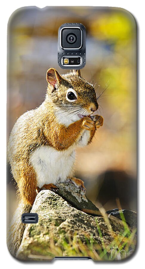 Red Squirrel Galaxy S5 Case featuring the photograph Red squirrel by Elena Elisseeva