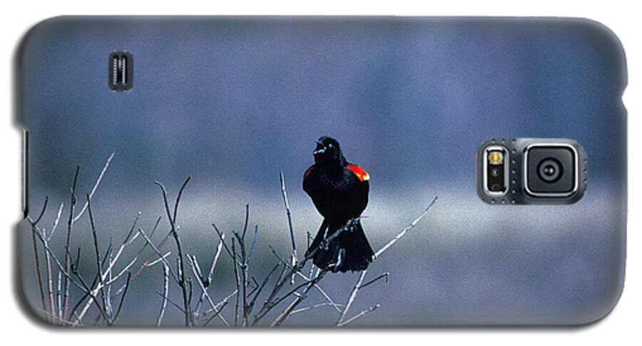 Nature Galaxy S5 Case featuring the photograph Red-wings Morning Call 10O by Gerry Gantt