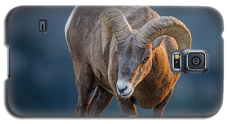2012 Galaxy S5 Case featuring the photograph Rocky Mountain Big Horn Ram by Ronald Lutz