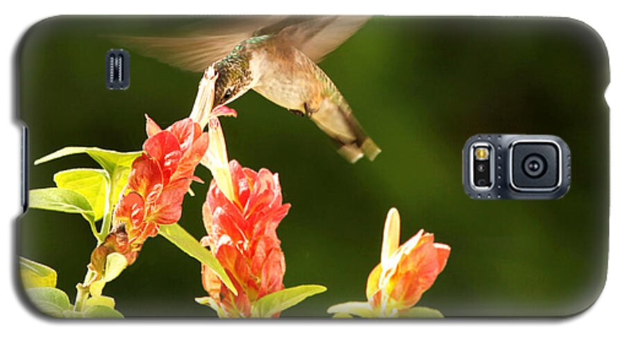 Hummingbird Photography Galaxy S5 Case featuring the photograph Ruby Throat Hummingbird by Luana K Perez