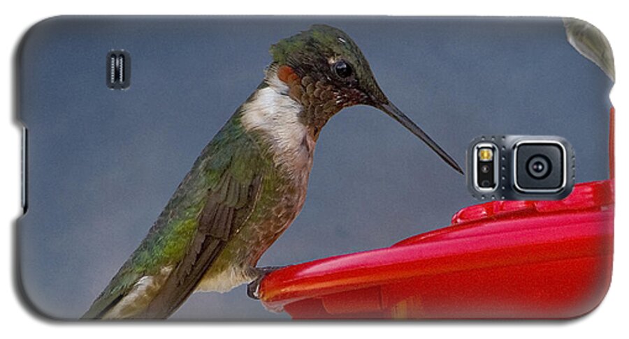 Nature Galaxy S5 Case featuring the photograph Ruby-Throated Hummingbird by Michael Friedman