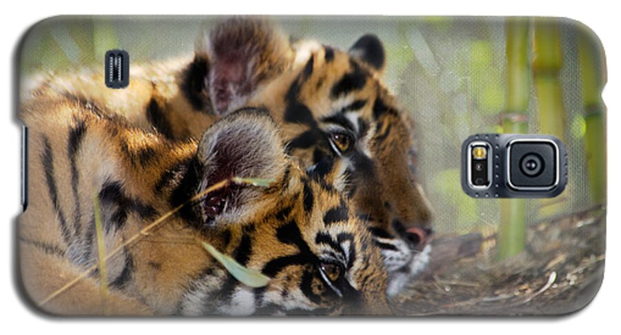 Samatran Tiger Galaxy S5 Case featuring the photograph Samatran Tiger Cubs by Betty LaRue