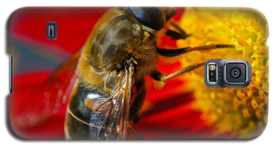 Bee And Flower Macro Galaxy S5 Case featuring the photograph Searching for a Title by Byron Varvarigos