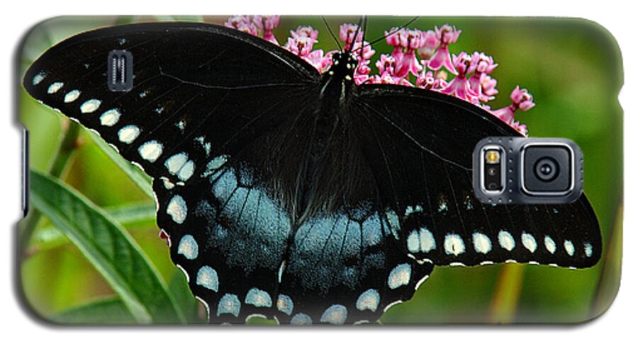 Nature Galaxy S5 Case featuring the photograph Spicebush Swallowtail DIN038 by Gerry Gantt