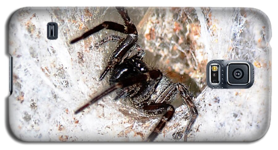 Web Galaxy S5 Case featuring the photograph Spiders Trap by Chriss Pagani