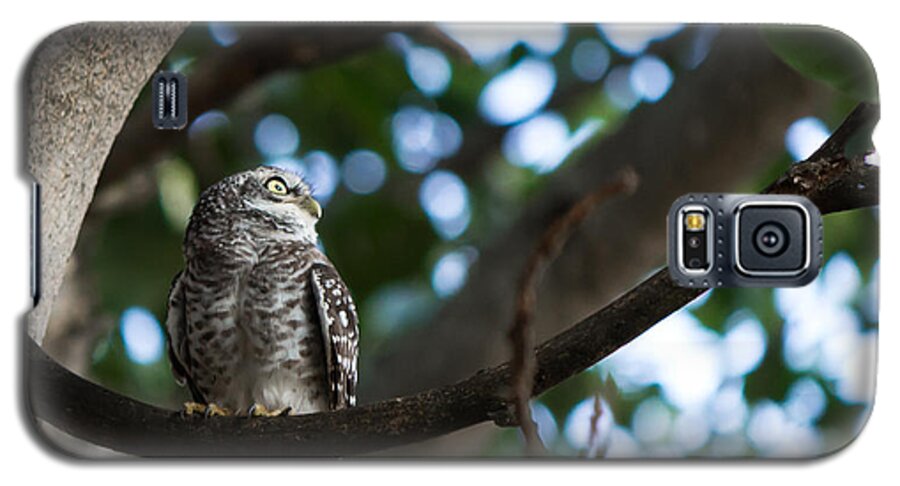 Spotted Owlet Galaxy S5 Case featuring the photograph Spotted Owlet by SAURAVphoto Online Store