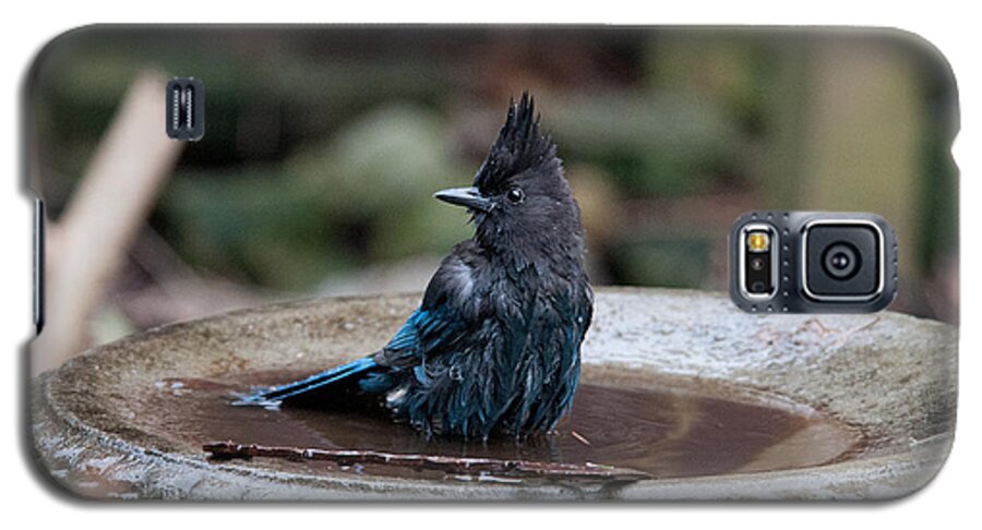 Animals Galaxy S5 Case featuring the digital art Steller Jay in the Birdbath by Carol Ailles